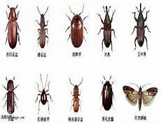益虫名字图片