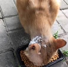 猫咪打架会咬死对方吗