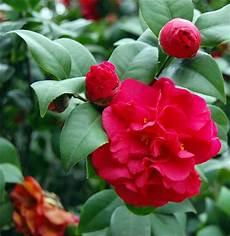 山茶花啥意思